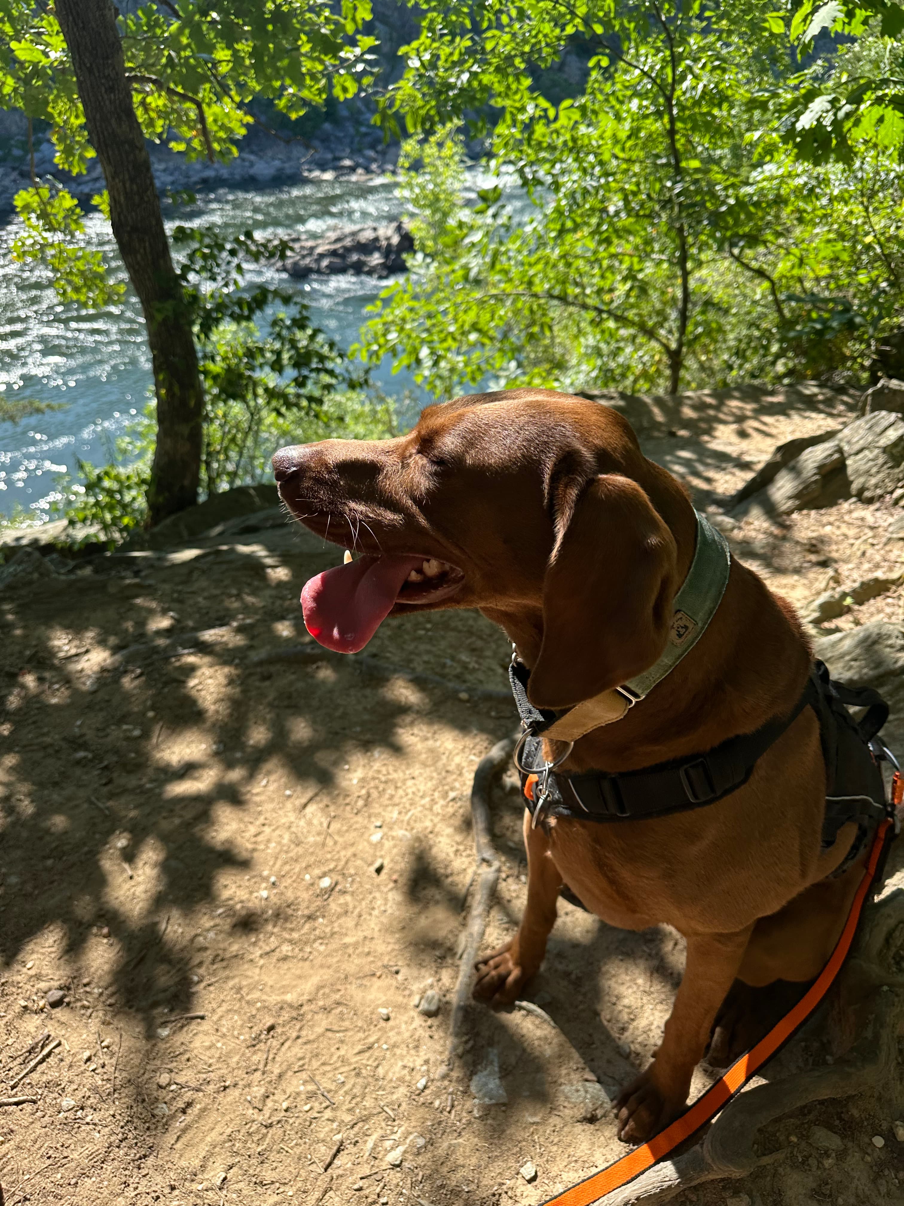 Great Falls Park, Moose and I are both out of shape