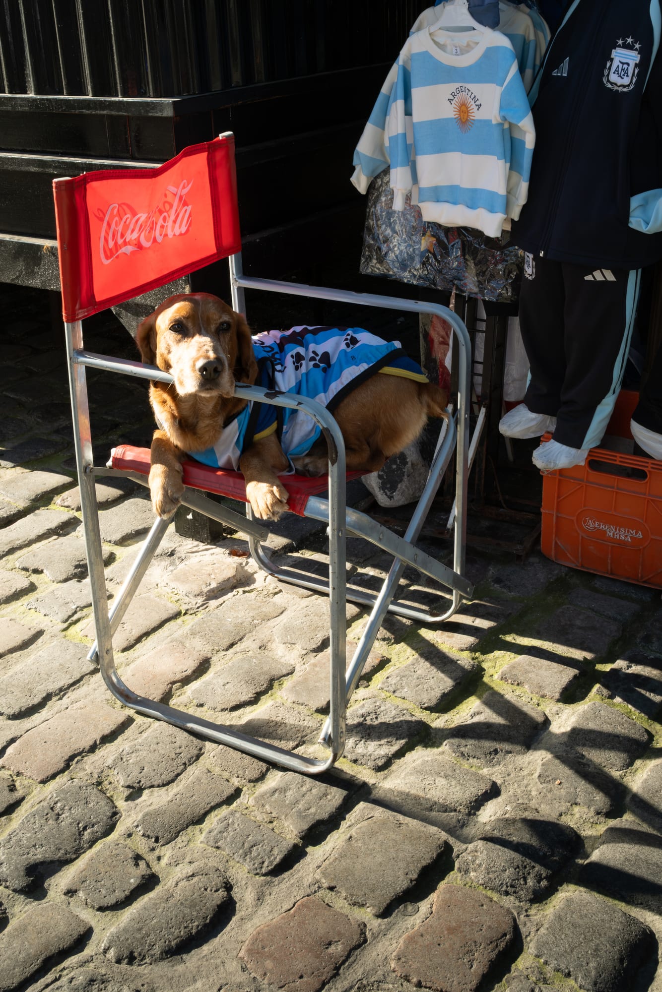 so many dogs in messi kits