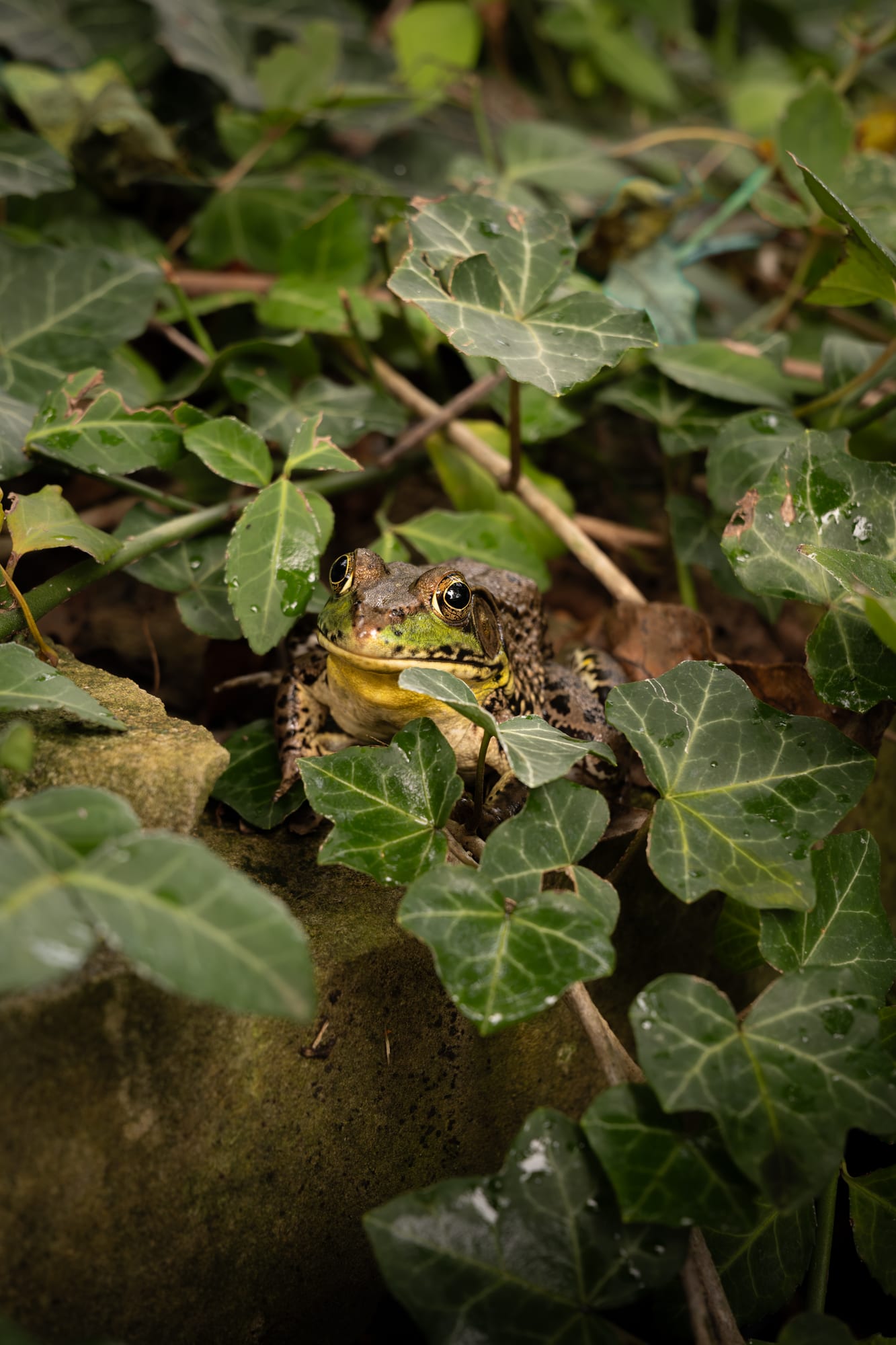 the resident green frog